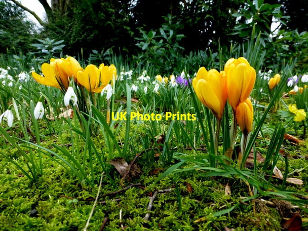 Photo 6"x4" Yellow crocuses, Omagh Omagh c2016