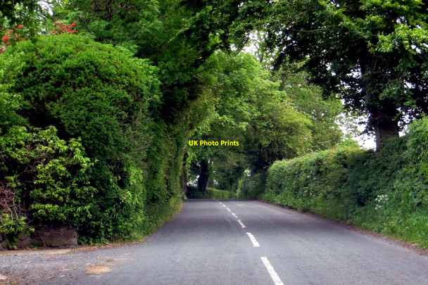 Photo 6"x4" The road past Laneside Farm Grunsagill c2015