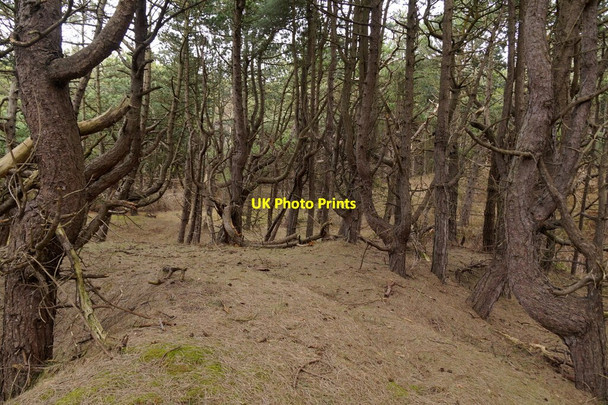 Photo 6"x4" Pinewoods north of the Fisherman's Path, Freshfield Ainsdale-on-Sea c2016