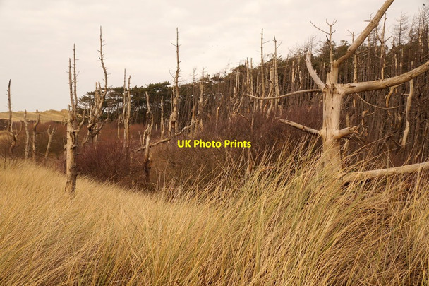 Photo 6"x4" Dead trees north of the Fisherman's Path, Freshfield Formby c2016