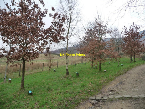 Photo 6"x4" Memorial trees at Torside Crowden\/SK0799 c2016