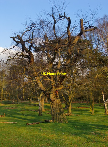 Photo 6"x4" Robinia tree at the edge of Spankers Hill Wood (1) Kingston Upon Thames c2016