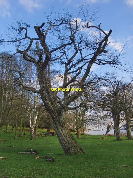 Photo 6"x4" Robinia tree at the edge of Spankers Hill Wood (2) Kingston Upon Thames c2016