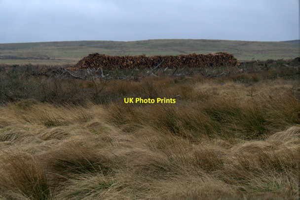 Photo 6"x4" Clearfell in Camilty Plantation, near Harburn Harburn\/NT0461 c2016
