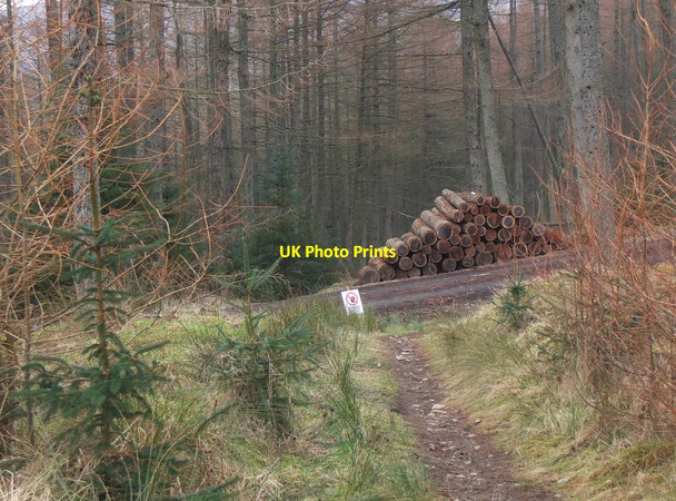 Photo 6"x4" Timber stack, Cademuir Forest Peebles\/NT2540 c2016