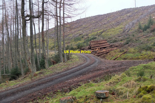 Photo 6"x4" Felled area, Cademuir Forest Bellanrigg c2016
