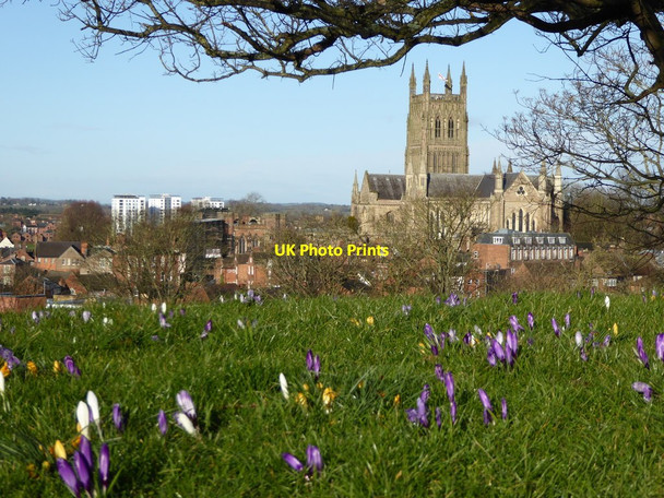 Photo 6"x4" Crocuses and Worcester Cathedral Worcester c2016