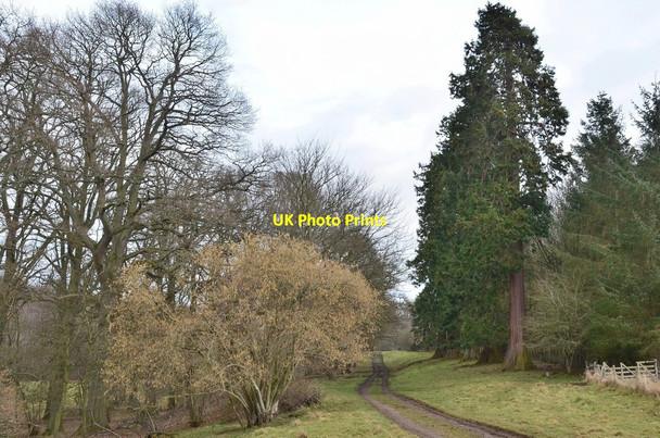 Photo 6"x4" Wellingtonia trees, The Hirsel Coldstream\/NT8439 c2016