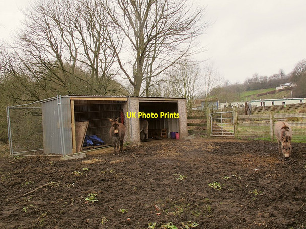 Photo 6"x4" Donkeys alongside Gibraltar Road Pudsey\/SE2233 c2016