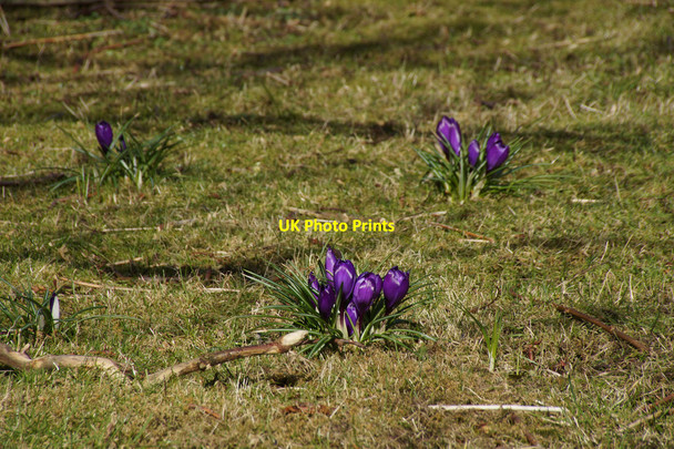 Photo 6"x4" Crocuses on the lawn at Valyie, Norwick Kirkaton c2016