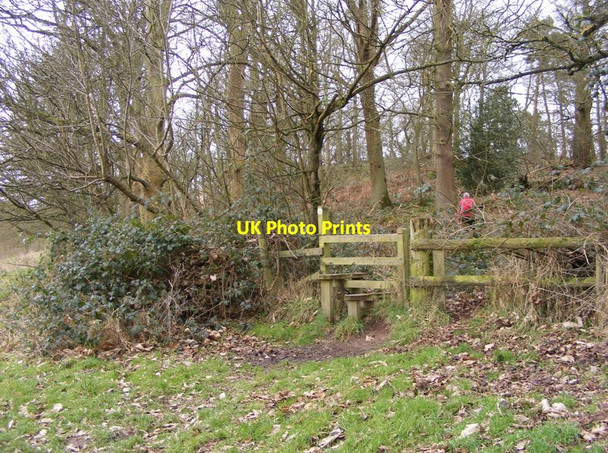 Photo 6"x4" Chempshill Coppice Path Roughton\/SO7594 c2016