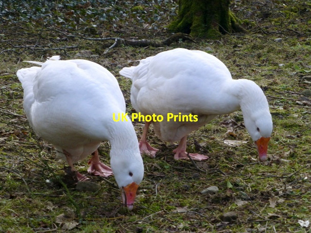 Photo 6"x4" Geese, Castletown Mountjoy\/H4277 c2016