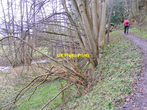 Photo 6"x4" Riverside Path Burcote c2016