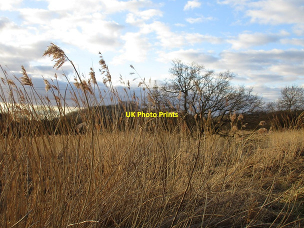 Photo 6"x4" Reeds by the path Flixborough Stather c2016