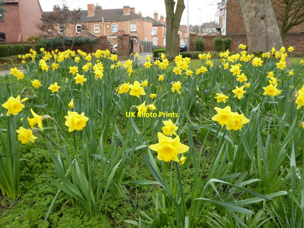 Photo 6"x4" Daffodils in the Commandery Worcester c2016