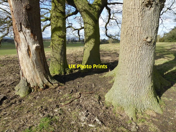 Photo 6"x4" Tree trunks in Croome Park Dunstall Common c2016