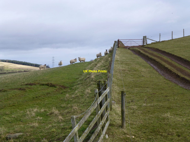 Photo 6"x4" Sheep on Kypie Hill Howtel c2016