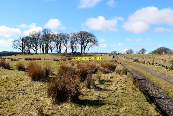 Photo 6"x4" Road to Bankbrae Quarriers Village c2016