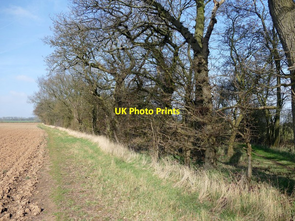 Photo 6"x4" Trees beside the Robin Hood Way Winkburn c2016