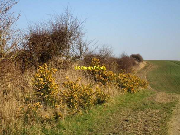 Photo 6"x4" Gorse by the bridleway Ravenfield c2016