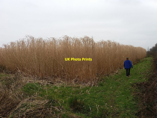 Photo 6"x4" Elephant grass alongside the M6 Sandbach c2016