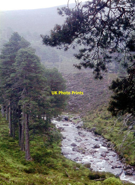 Photo 6"x4" Pines in upper Glen Quoich Allt an t-Sneachda\/NO1096 c1971