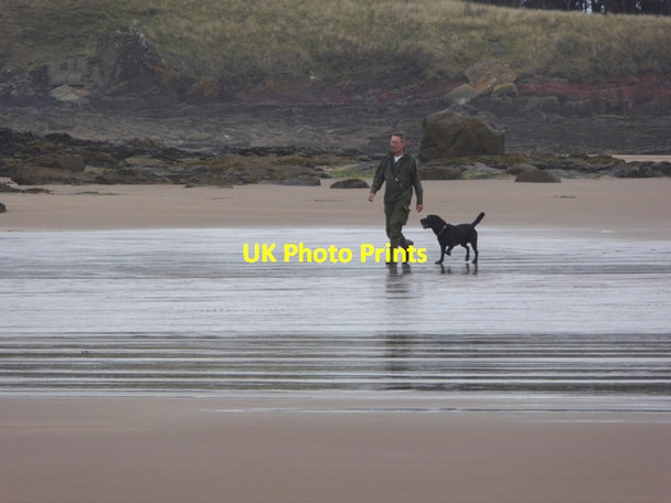 Photo 6"x4" One man and his dog Tyninghame c2016