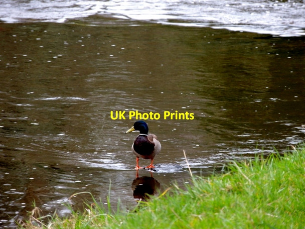 Photo 6"x4" Duck on the Camowen River, Cranny Omagh c2016
