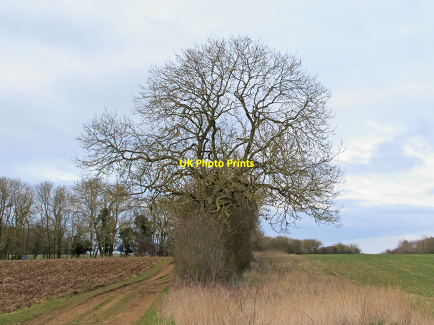 Photo 6"x4" Hedgerow between 2 arable fields, Radwinter Great Sampford c2016