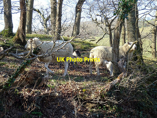 Photo 6"x4" Sheep in the woods Aberffrwd\/SN6878 c2016
