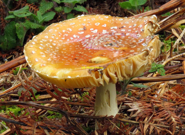 Photo 6"x4" Fungi in Bagley Wood Bayworth c2015