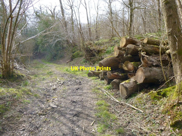 Photo 6"x4" Log pile by bridleway Doomsday Green c2016