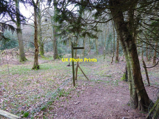 Photo 6"x4" Footpath change of direction in Hammerhill Wood Ashfold Crossways c2016