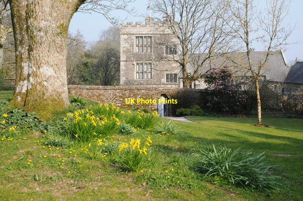 Photo 6"x4" Daffodils at Cotehele Calstock c2016