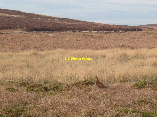 Photo 6"x4" Strutting grouse, Rombalds Moor Ilkley c2016