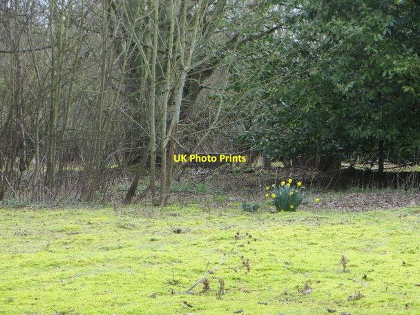 Photo 6"x4" Daffodils in the Garden Chilton\/SU4885 c2016