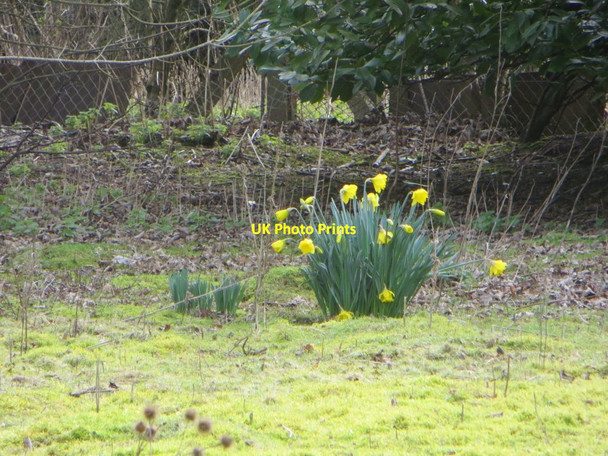 Photo 6"x4" Daffodils growing Chilton\/SU4885 c2016