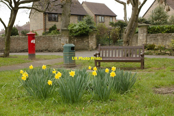 Photo 6"x4" Daffodils, Braithwell Maltby\/SK5292 c2016