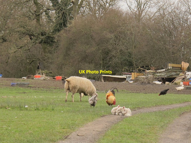 Photo 6"x4" Sheep and hens at Moston Manor Moston\/SJ7261 c2016