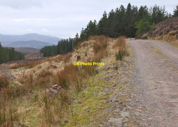 Photo 6"x4" Path meets the forest road Ardintoul c2016