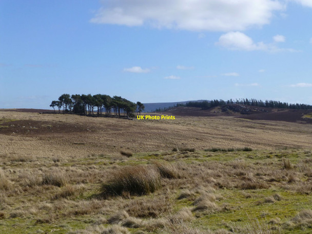 Photo 6"x4" On Daw's Hill Holystone c2016