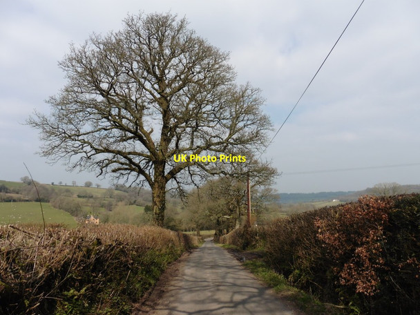 Photo 6"x4" Minor road to Madford Abbey\/ST1410 c2016