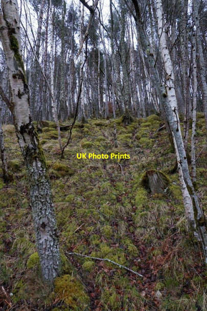 Photo 6"x4" Birch woodland beside the River Glass at Struy Erchless Castle c2016