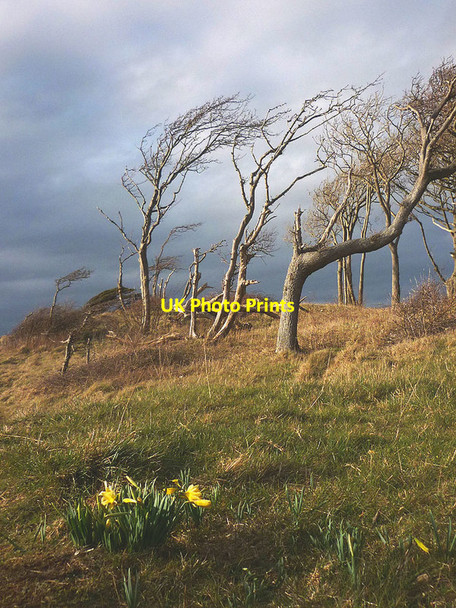 Photo 6"x4" Wild daffodils on the Silverdale shore Silverdale Green c2016