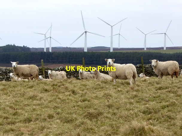Photo 6"x4" Sheep by the Dowlaw Road Old Cambus c2016