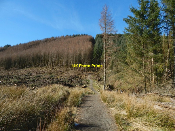 Photo 6"x4" Path to Goukhill Muir Arden\/NS3684 c2016