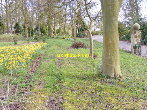 Photo 6"x4" Daff View Kingswood Common\/SJ8402 c2016