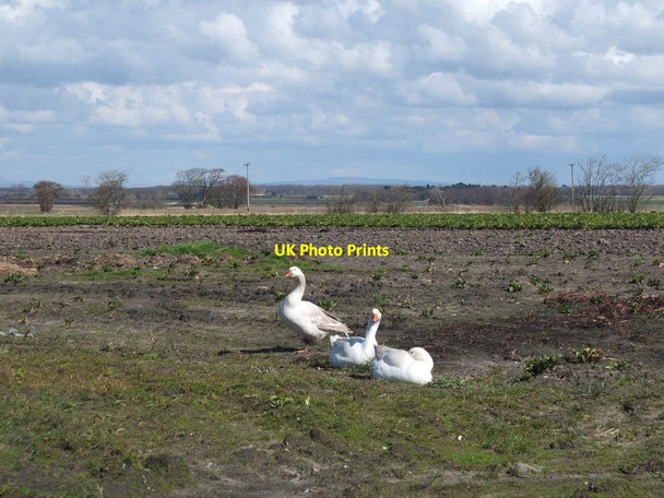 Photo 6"x4" Geese near Snape House Farm Carr Cross c2016