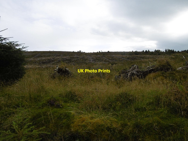 Photo 6"x4" Felled area, Morangie Forest Edderton c2015