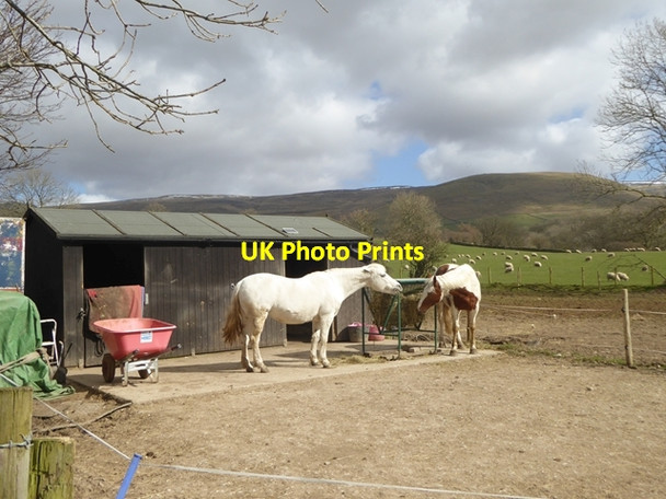 Photo 6"x4" Horses at Knock Knock\/NY6727 c2016